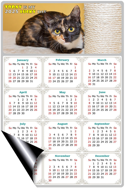 2025 Magnetic Calendar - Today is My Lucky Day (Fade, Tear, and Water Resistant)- Cat Themed 024