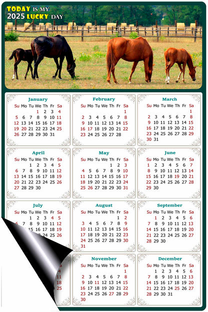 2025 Magnetic Calendar - Calendar Magnets - Today is my Lucky Day - (Fade, Tear, and Water Resistant) - Horses Themed 010