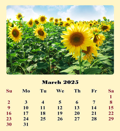 2025 CD-Style Desk Calendar 12 Months Calendar / Planner / Desk Calendar With CD Case Stand, Office Decor, Christmas Gifts (Sunflowers)