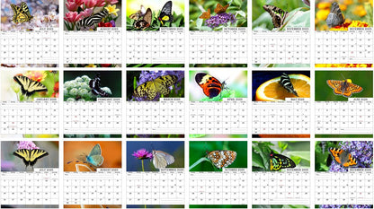 2025-2026 CD-Style Desk Calendar 18 Months Calendar (Butterflies)