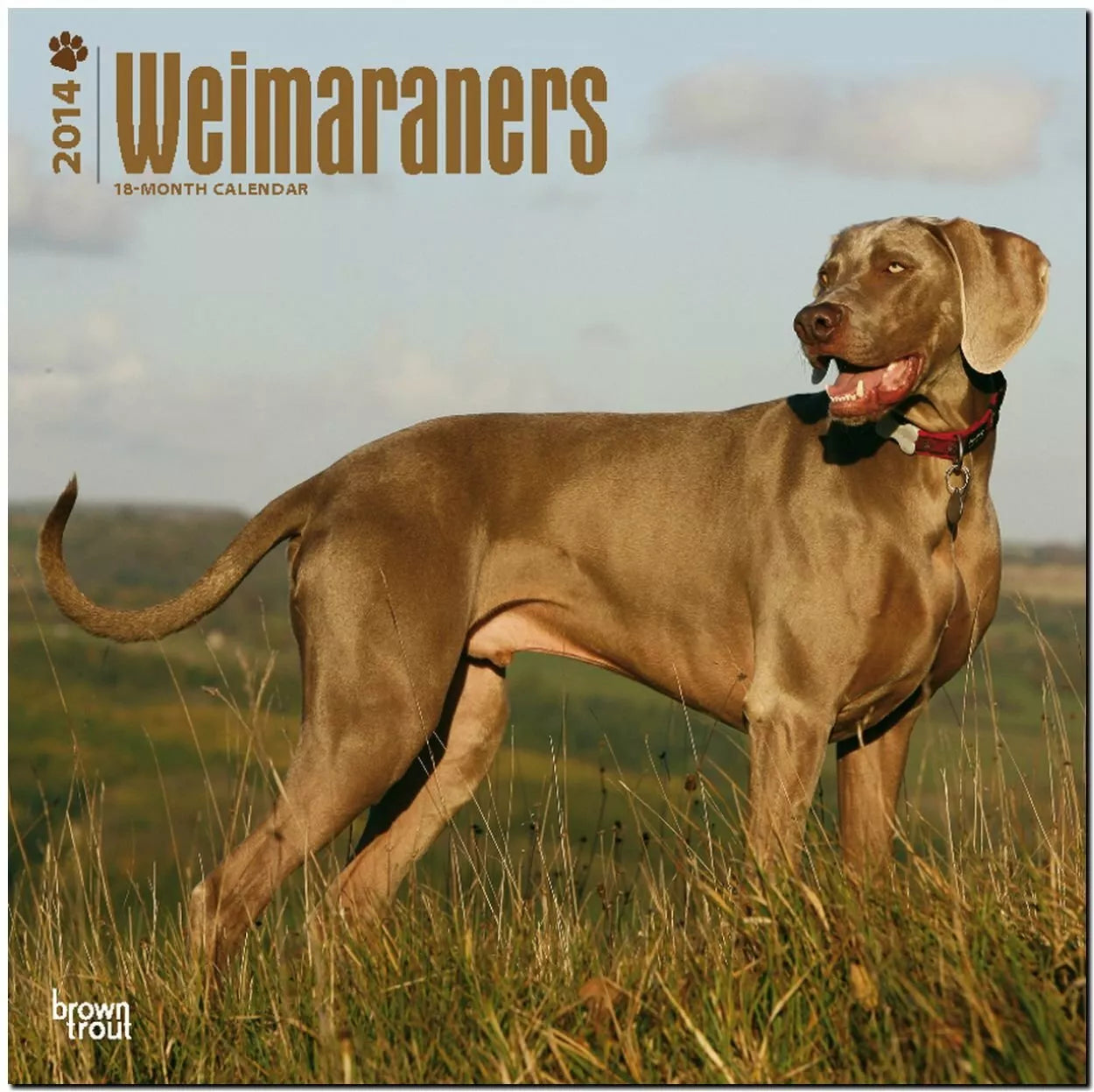 Weimaraners 2014 Calendar 11.75 x 0.25 x 11.75 inches