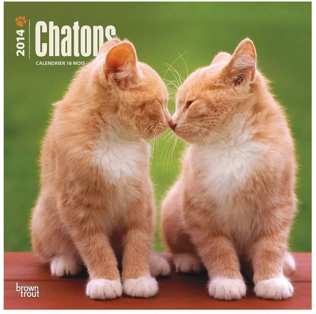 2014 Chatons Calendrier (Kittens Calendar in French) 12x12 Wall Calendar