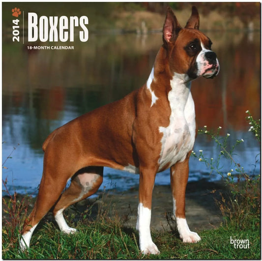 Boxers 18-Month 2014 Calendar