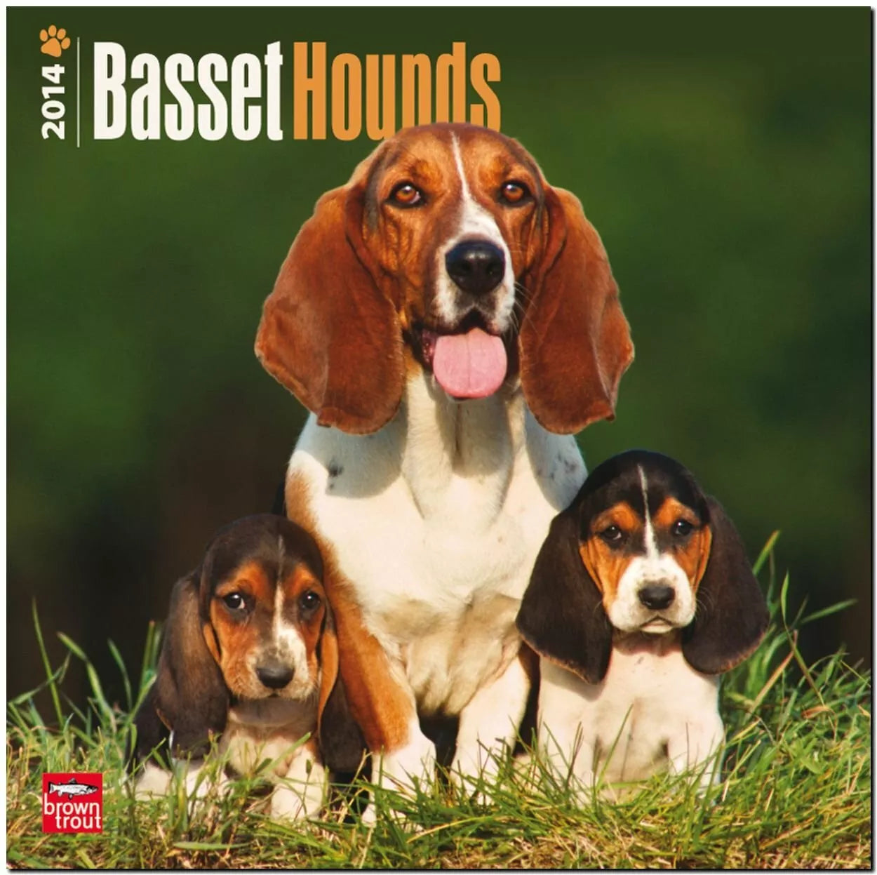 Basset Hounds 2014 18-Month Calendar (Multilingual Edition)