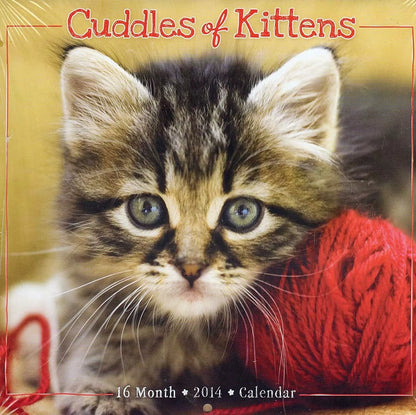 2014 Cuddles of Kittens 16 Month Calendar 8 X 8 Inches