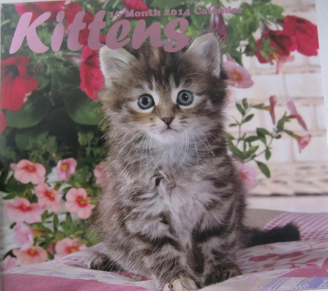 2014 Kittens 16 Month Wall Calendar 12 X 11 Inches