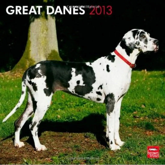 Great Danes 2013 Wall Calendar