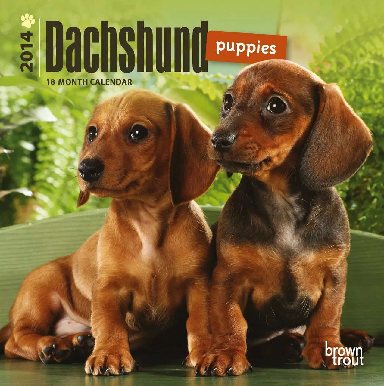 Dachshund Puppies 18-Month 2014 Calendar (Multilingual Edition)