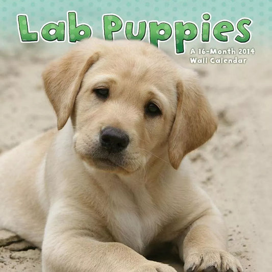 Lab Puppies 2014 Calendar