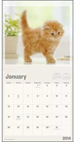 Cuddly Kittens 2014 Small Wall Calendar