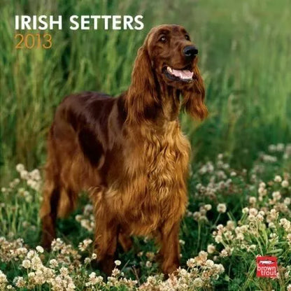 (12x12) Irish Setters - 2013 Wall Calendar