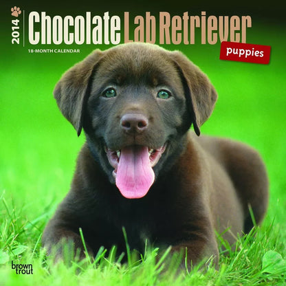 Chocolate Labrador Retriever Puppies 2014 Wall Calendar