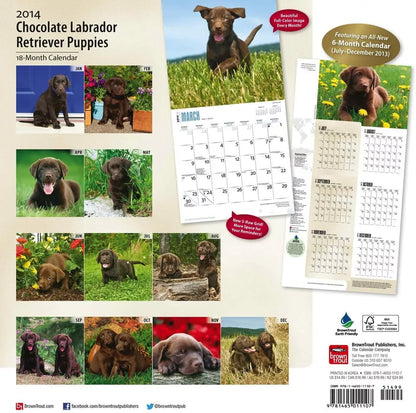 Chocolate Labrador Retriever Puppies 2014 Wall Calendar