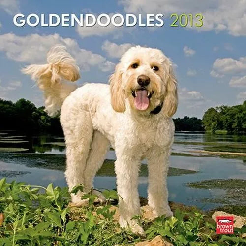 2013 Calendar Goldendoodles 2013 Wall Calendar