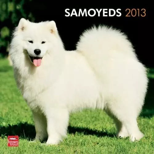 (12x12) Samoyeds - 2013 Wall Calendar