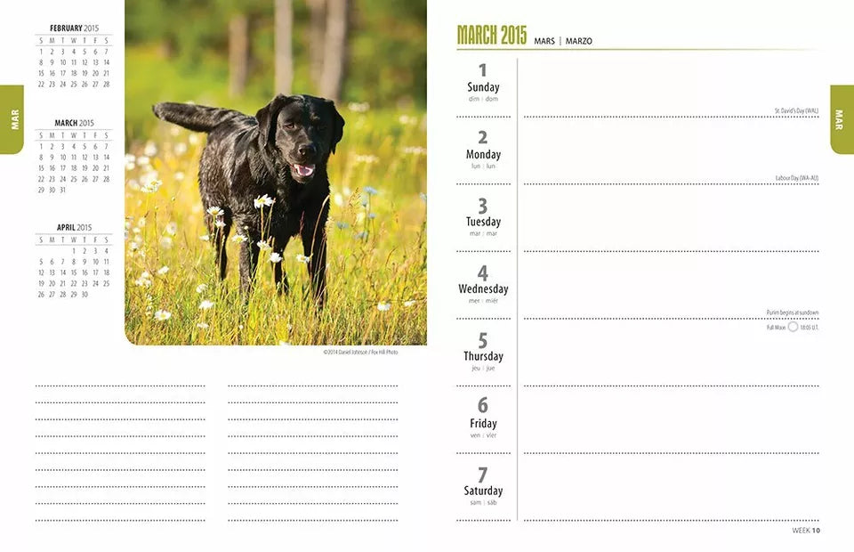 Labrador Retrievers 2015 Engagement Mini Calendar