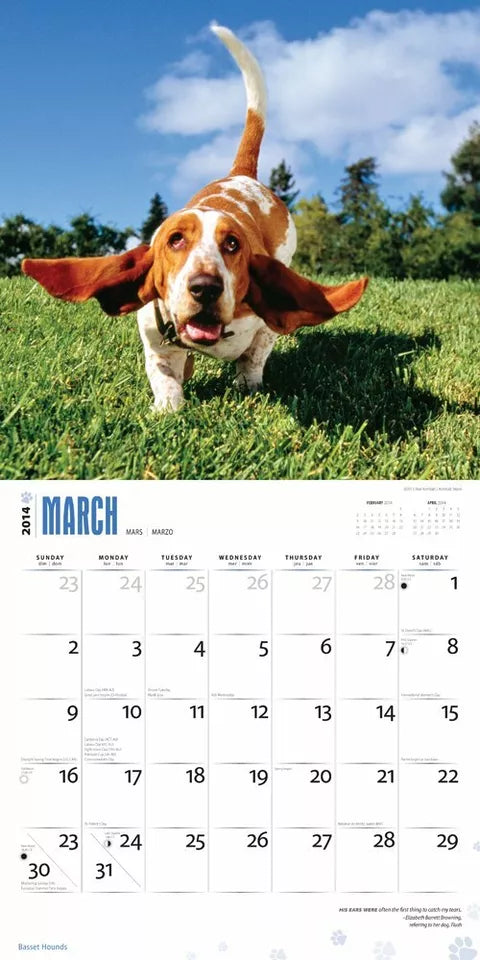 Basset Hounds 2014 18-Month Calendar (Multilingual Edition)