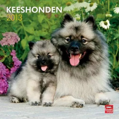 Keeshonden 2013 Wall Calendar