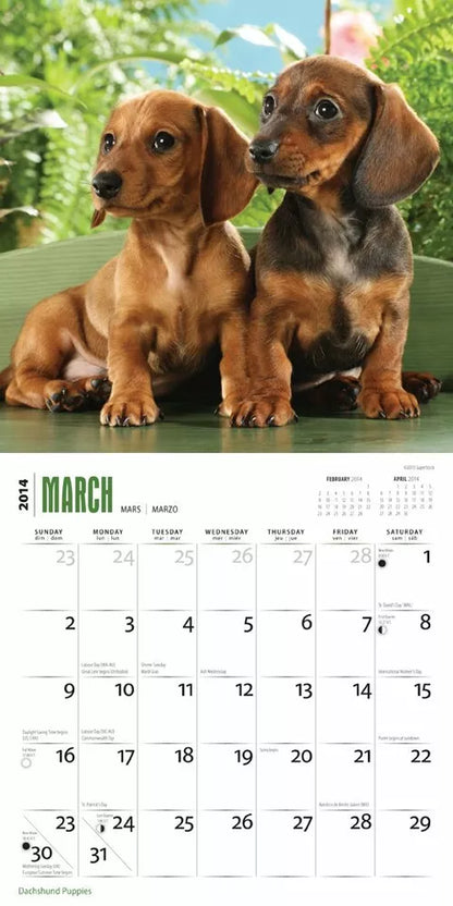 Dachshund Puppies 18-Month 2014 Calendar (Multilingual Edition)