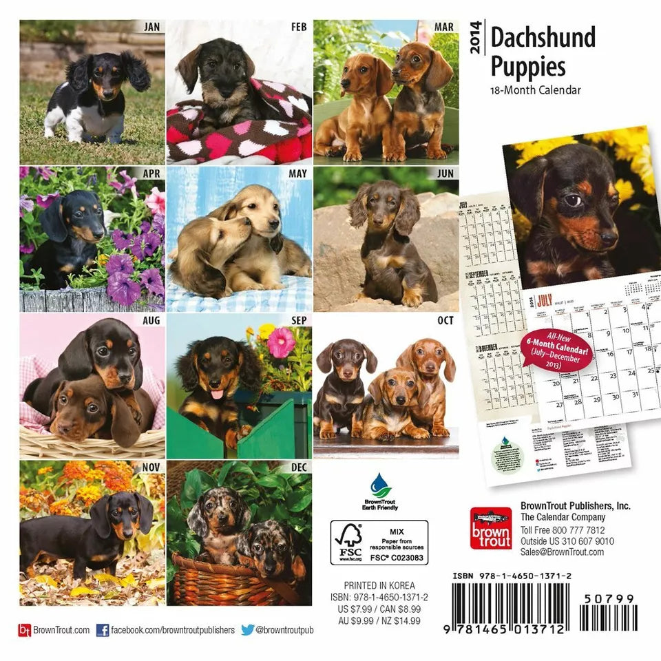 Dachshund Puppies 18-Month 2014 Calendar (Multilingual Edition)