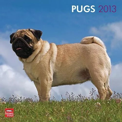 2013 Calendar Pugs 2013 Wall Calendar