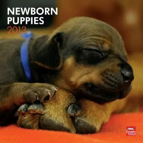 (12x12) Newborn Puppies - 2013 Wall Calendar