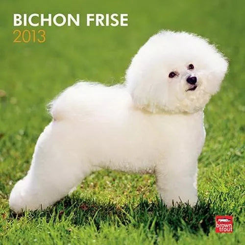 (12x12) Bichon Frise - 2013 Wall Calendar