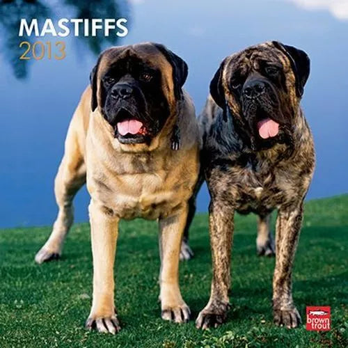 2013 Calendar Mastiffs 2013 Wall Calendar