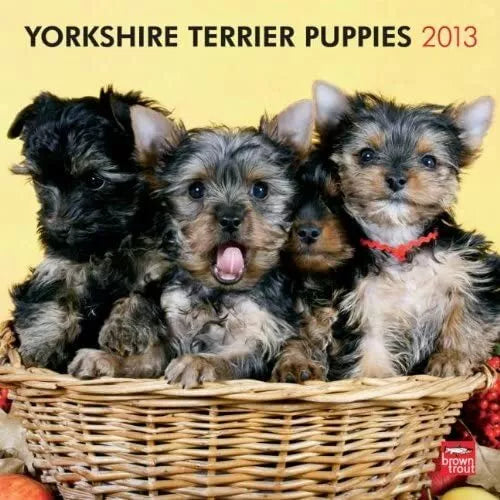 (12x12) Yorkshire Terrier Puppies - 2013 Wall Calendar