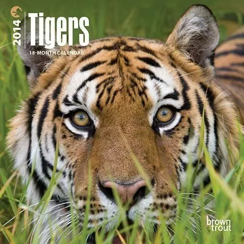 Tigers 2014 Small Wall Calendar by BrownTrout Office Product