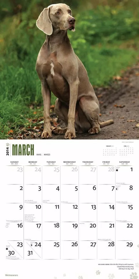 Weimaraners 2014 Calendar 11.75 x 0.25 x 11.75 inches