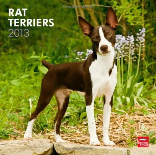 Rat Terriers 2013 Square 12X12 Wall Calendar