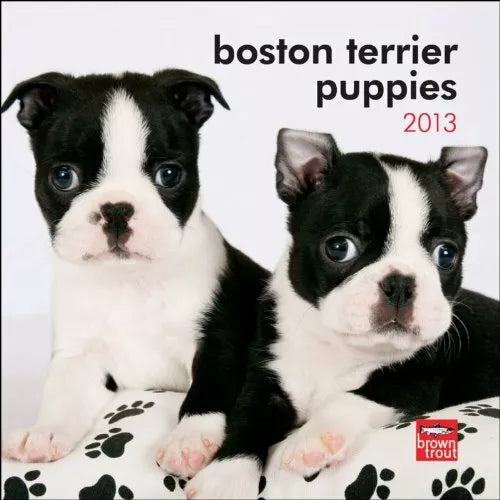 Boston Terrier Puppies 2013 7X7 Mini Wall Calendar