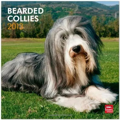 Bearded Collies 2013 Square 12X12 Wall Calendar