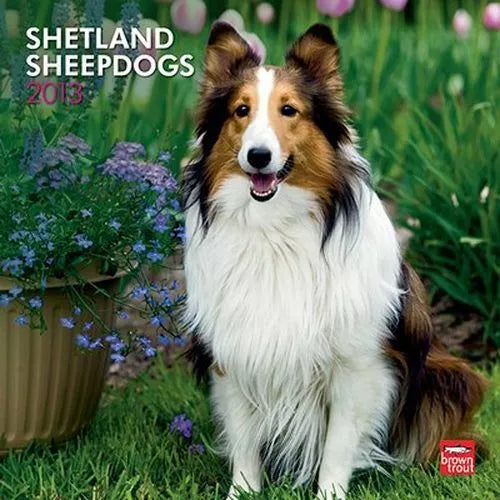 2013 Calendar Shetland Sheepdogs 2013 Wall Calendar