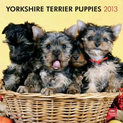 (12x12) Yorkshire Terrier Puppies - 2013 Wall Calendar