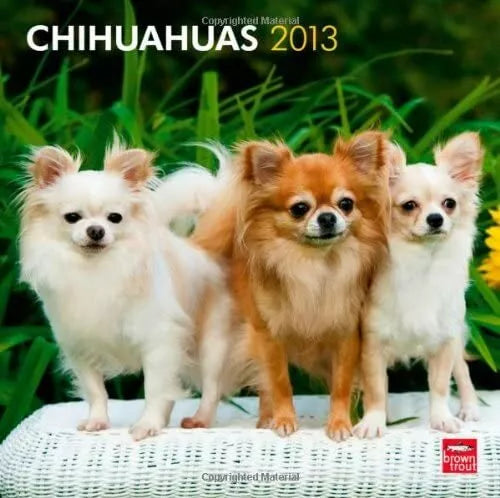 Chihuahuas 2013 Square 12X12 Wall Calendar