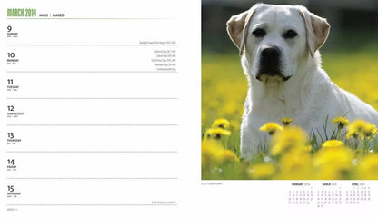 Labrador Retrievers 2014 Calendar