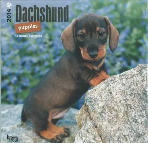 Dachshund Puppies - 18 Month - 2014 Calendar 2014 Calendar