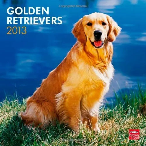 Golden Retrievers 2013 Square 12X12 Wall Calendar